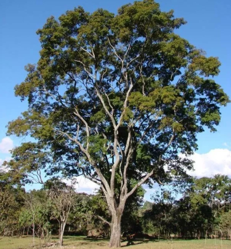 Parapiptadenia rigida